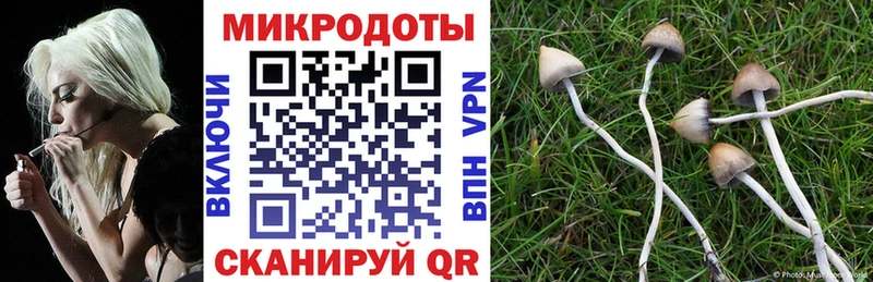 закладки  Добрянка  Псилоцибиновые грибы MAGIC MUSHROOMS 